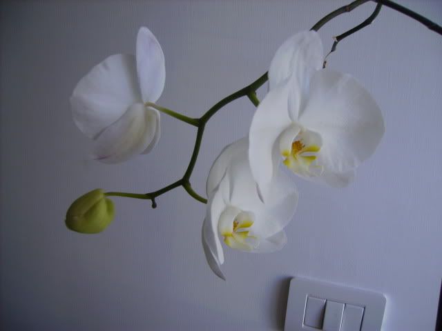 orchideasbocciata.jpg