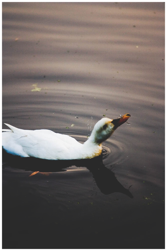 Fotografie