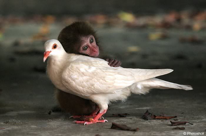 Baby Animals photo: white dove and the baby monkey untitled.jpg