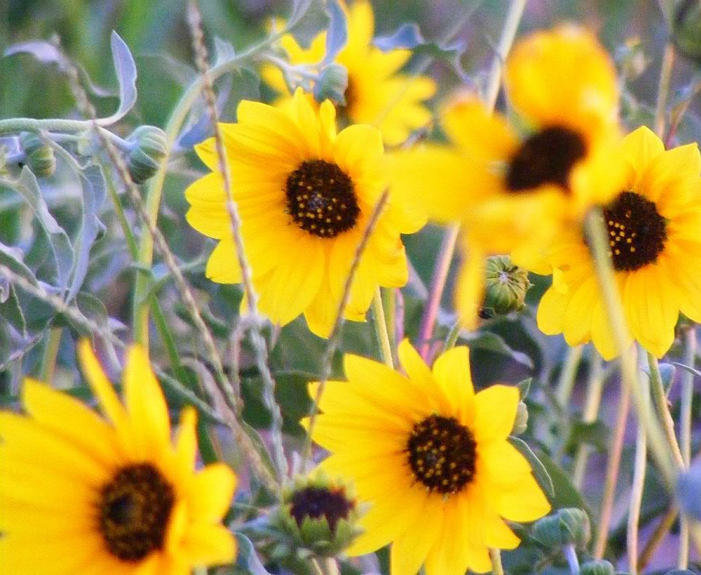 Sunflowers'08