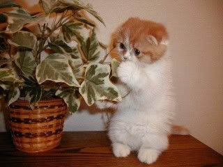 Kitten_and_plant22998.jpg
