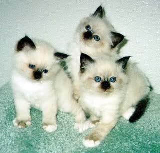 kittens.jpg