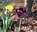 Tulipano neor 15042009