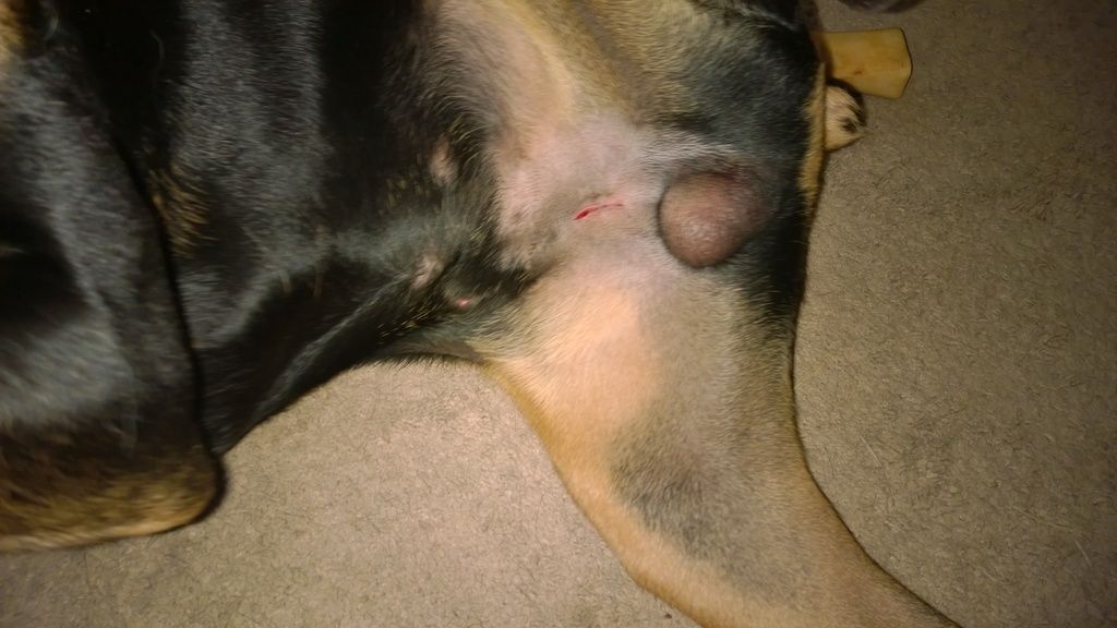 is it normal for my dog to be swollen after being neutered