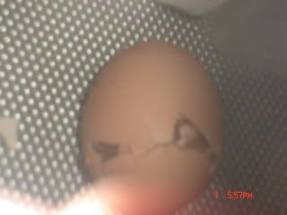 egg hatching