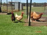 chooks