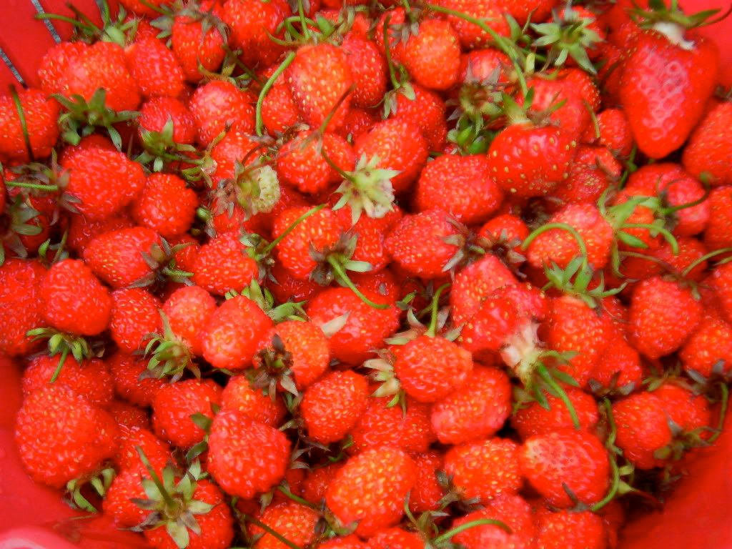 1st Time Strawberries in TN • Gardening Forum