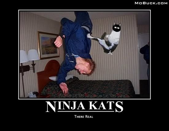 ninjacat.jpg