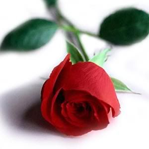 Red Rose Pictures, Images and Photos