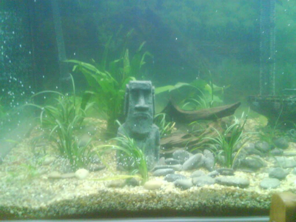 The Tropical Tank • View topic calsonics 6ft tank