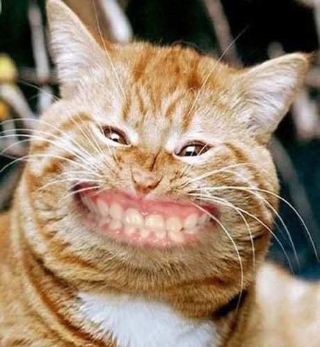 Cat-smiling.jpg