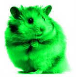 Green Hamster