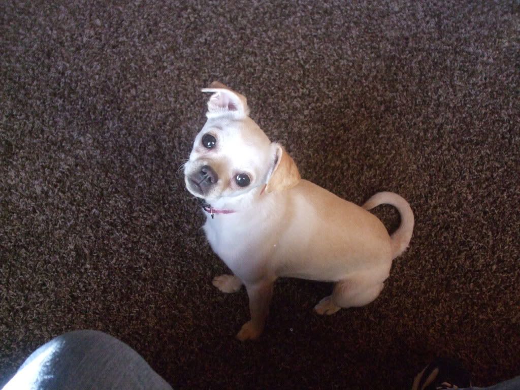 White Chihuahua Puppies