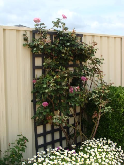 My Angel face climber