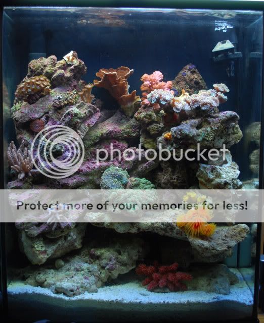 8" x 8" Staghorn Branchy Coral Blue/Whiteby Penn Plax Aquarium Fish Decoration