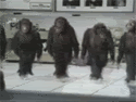 MonkeyLineDance.gif picture by lunatwo