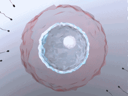 fertilization.gif picture by lunatwo